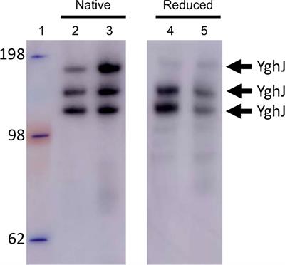 Linking inherent O-Linked Protein Glycosylation of YghJ to Increased Antigen Potential